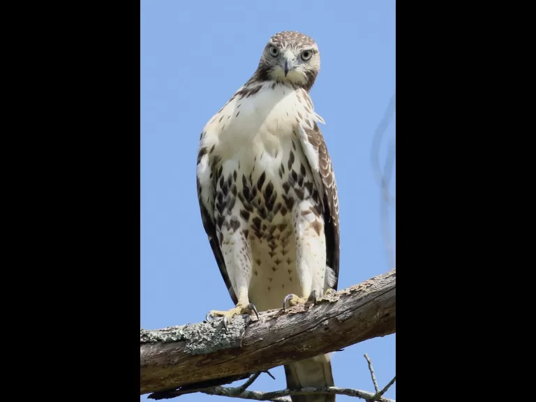 A red-tailed hawk at Breakneck Hill Conservation Land in Southborough, photographed by Steve Forman.