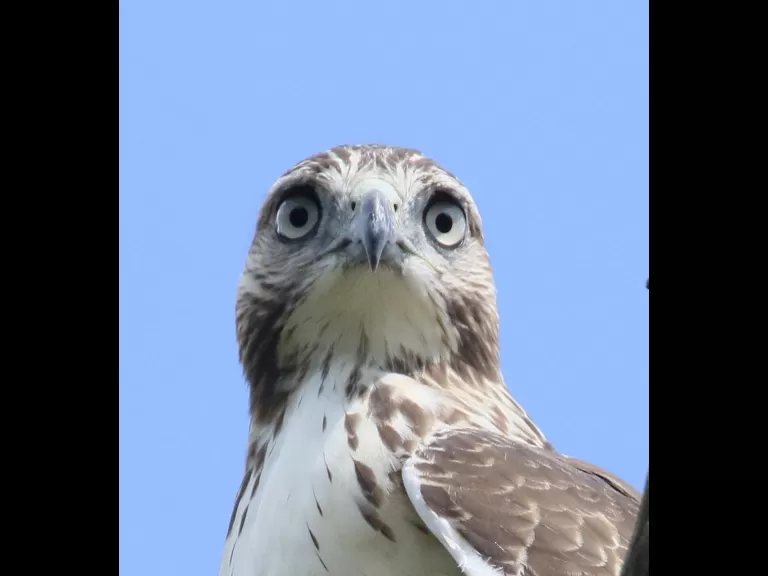 A red-tailed hawk at Breakneck Hill Conservation Land in Southborough, photographed by Steve Forman.