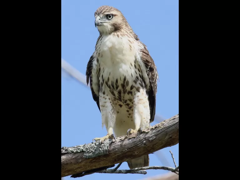 A red-tailed hawk at Breakneck Hill Conservation Land in Southborough, photographed by Steve Forman.