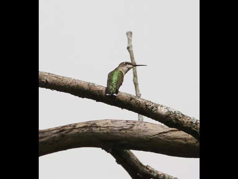 A red-tailed hawk at Breakneck Hill Conservation Land in Southborough, photographed by Steve Forman.