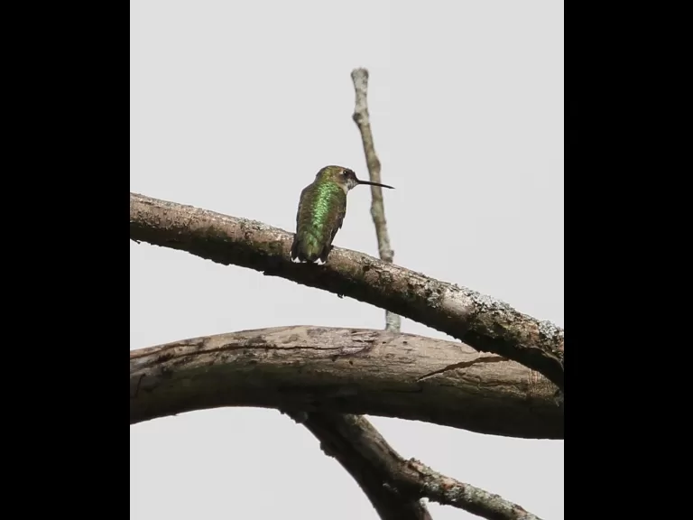 A red-tailed hawk at Breakneck Hill Conservation Land in Southborough, photographed by Steve Forman.