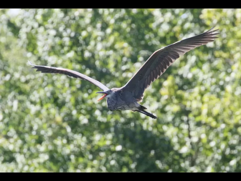 A great blue heron at Hager Pond in Marlborough, photographed by Steve Forman.