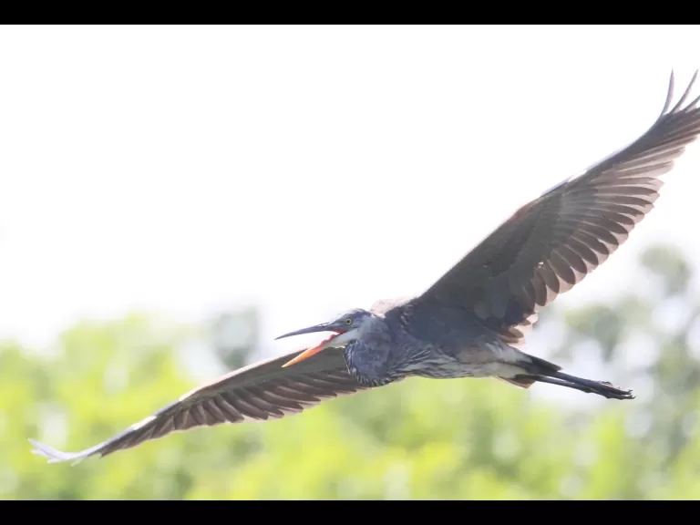 A great blue heron at Hager Pond in Marlborough, photographed by Steve Forman.