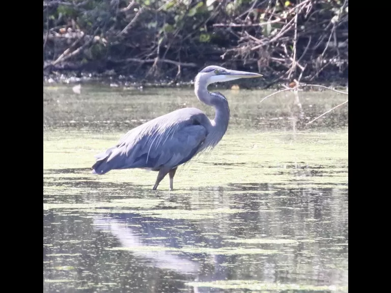 A great blue heron at Hager Pond in Marlborough, photographed by Steve Forman.