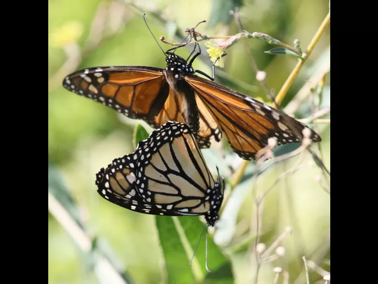 A cedar waxwing at Breakneck Hill Conservation Land in Southborough, photographed by Steve Forman.
