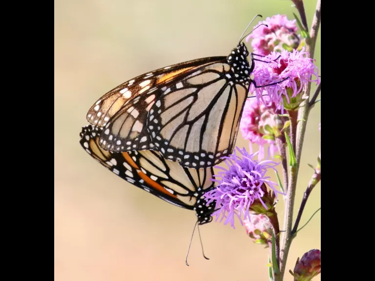 A cedar waxwing at Breakneck Hill Conservation Land in Southborough, photographed by Steve Forman.