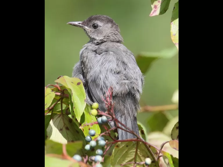 A gray catbird at Breakneck Hill Conservation Land in Southborough, photographed by Steve Forman.