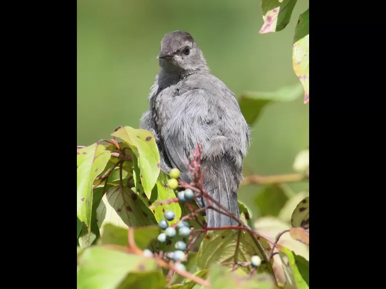 A gray catbird at Breakneck Hill Conservation Land in Southborough, photographed by Steve Forman.