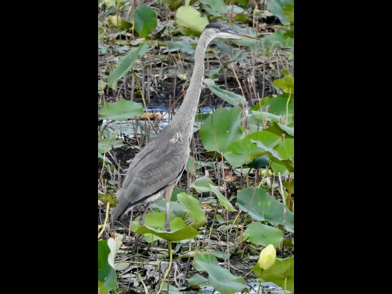 A Blanding's turtle in Concord, photographed by Chuck Hill.