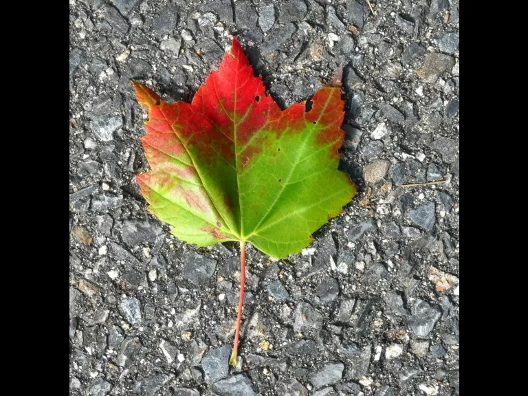 A colorful maple leaf in Lincoln, photographed by Harold McAleer.
