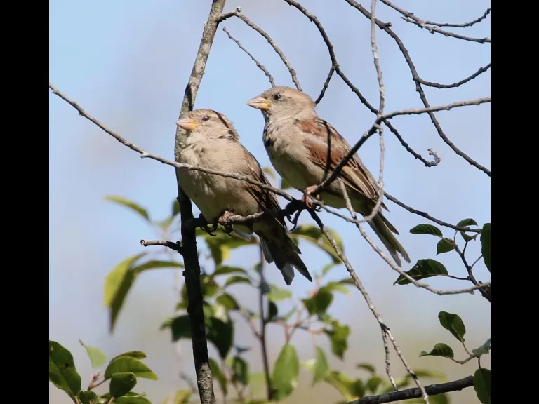 House sparrows at Breakneck Hill Conservation Land in Southborough, photographed by Steve Forman.