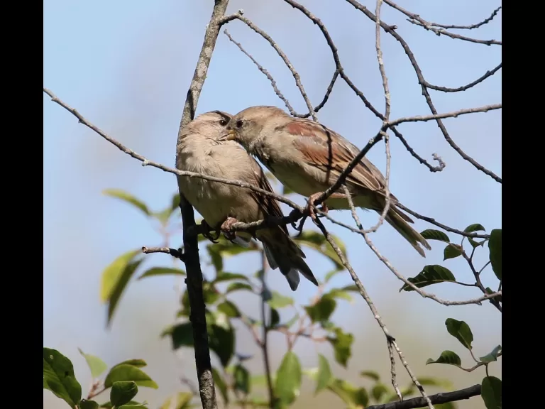 House sparrows at Breakneck Hill Conservation Land in Southborough, photographed by Steve Forman.