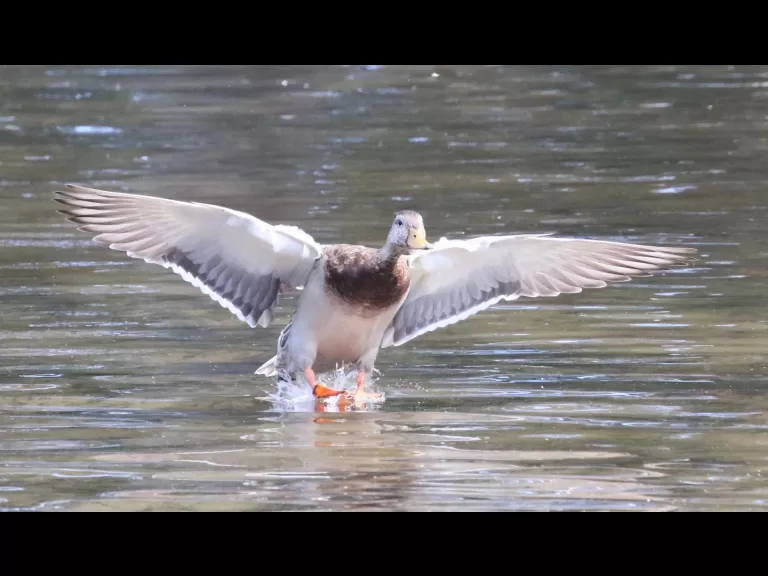 A broad-winged hawk at Hager Pond in Marlborough, photographed by Steve Forman.