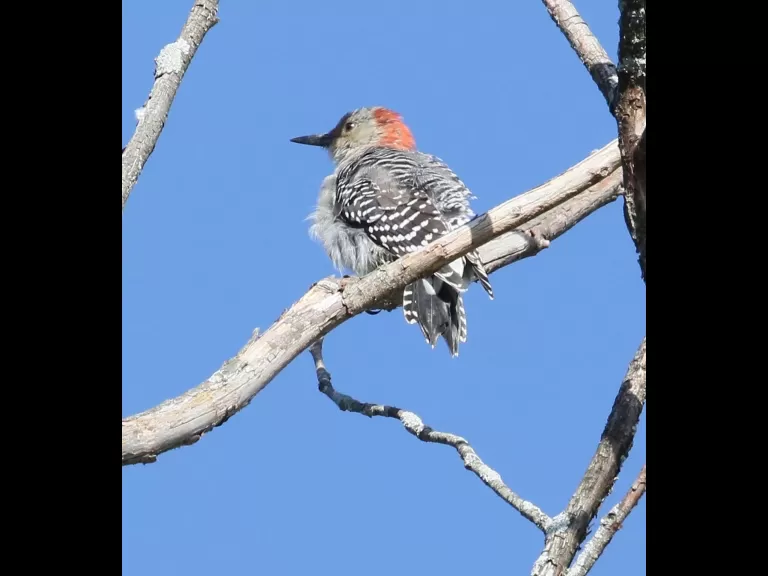 House sparrows at Breakneck Hill Conservation Land in Southborough, photographed by Steve Forman.
