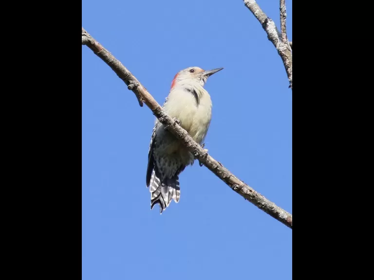 House sparrows at Breakneck Hill Conservation Land in Southborough, photographed by Steve Forman.