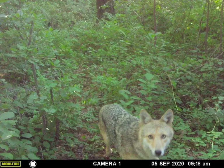 A coyote in Maynard, photographed with an automatically triggered wildlife camera by Gail Sartori.