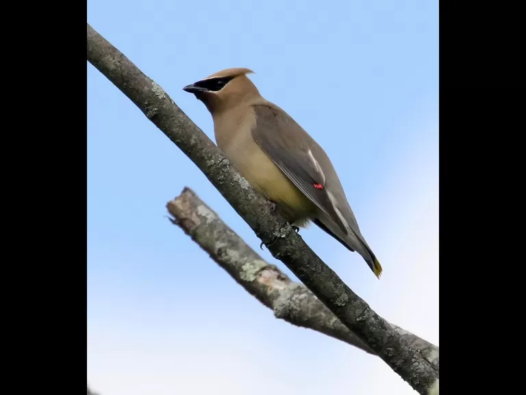 An American goldfinch at Breakneck Hill Conservation Land in Southborough, photographed by Steve Forman.