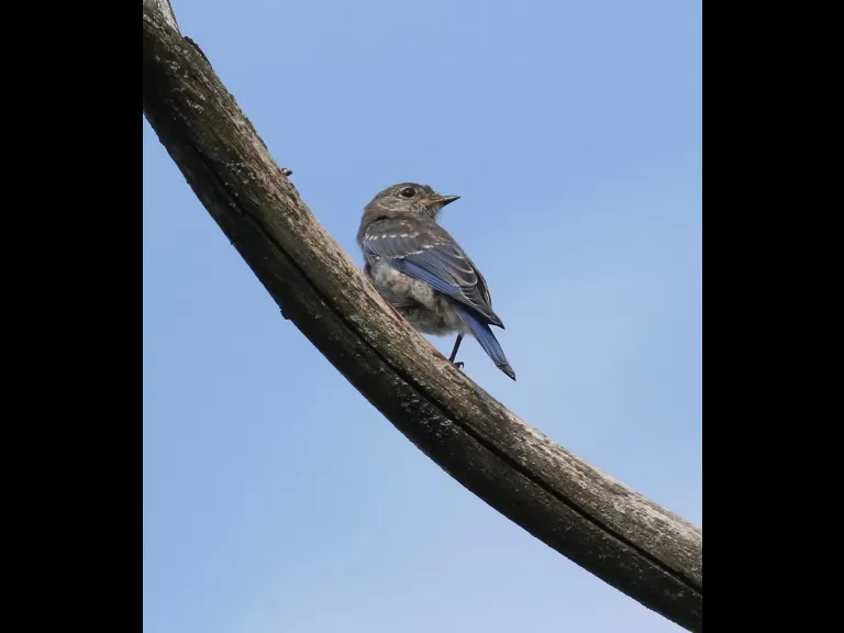 An American goldfinch at Breakneck Hill Conservation Land in Southborough, photographed by Steve Forman.