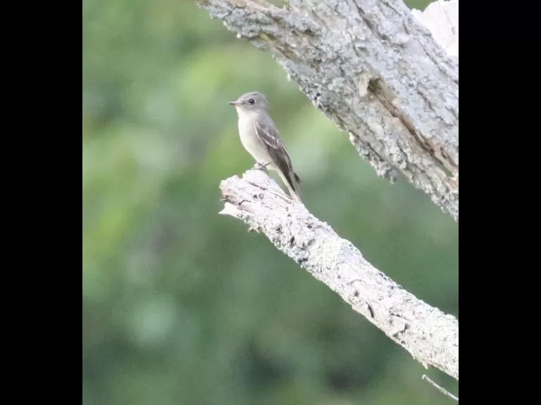 An American goldfinch at Breakneck Hill Conservation Land in Southborough, photographed by Steve Forman.