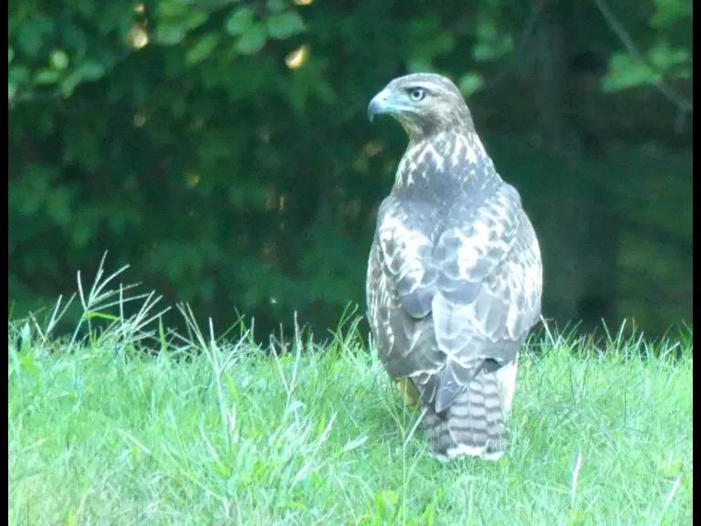 A red-tailed hawk in Lincoln, photographed by Harold McAleer.
