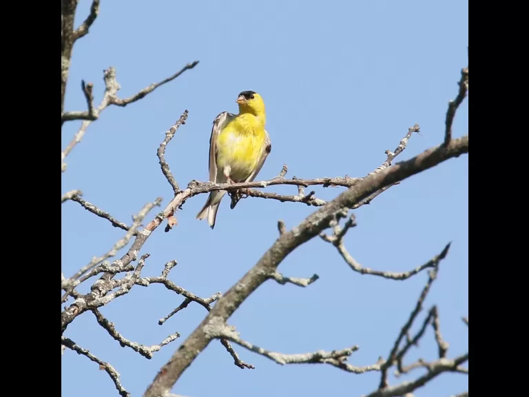 An American goldfinch at Breakneck Hill Conservation Land in Southborough, photographed by Steve Forman.