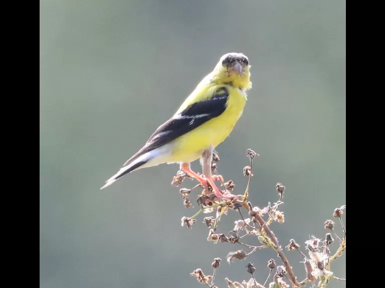 An American goldfinch at Grist Mill Pond in Sudbury, photographed by Steve Forman.