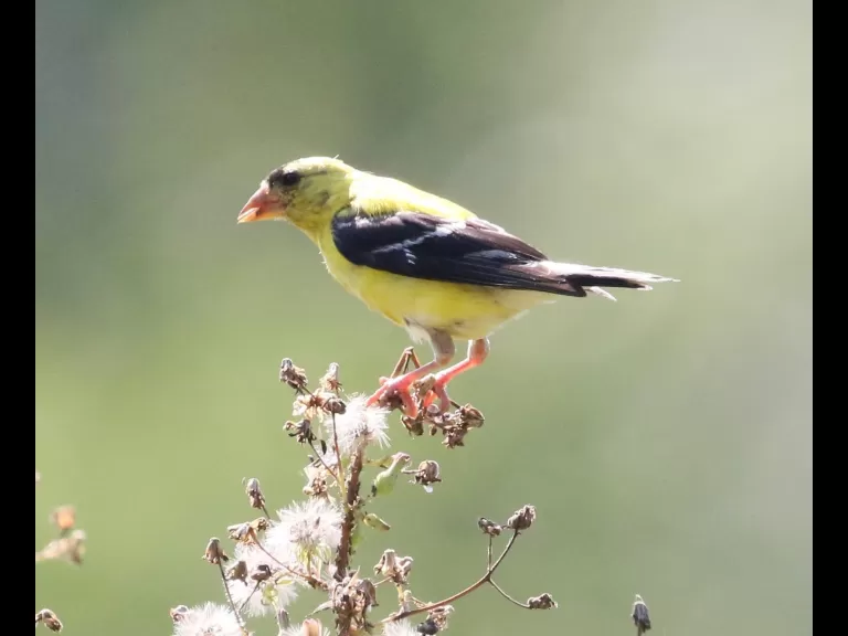 An American goldfinch at Grist Mill Pond in Sudbury, photographed by Steve Forman.