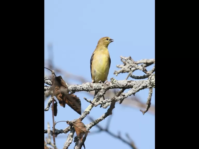 An American goldfinch at Breakneck Hill Conservation Land in Southborough, photographed by Steve Forman.