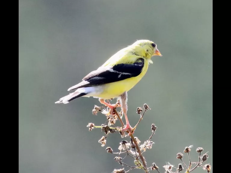 An American goldfinch at Grist Mill Pond in Sudbury, photographed by Steve Forman.