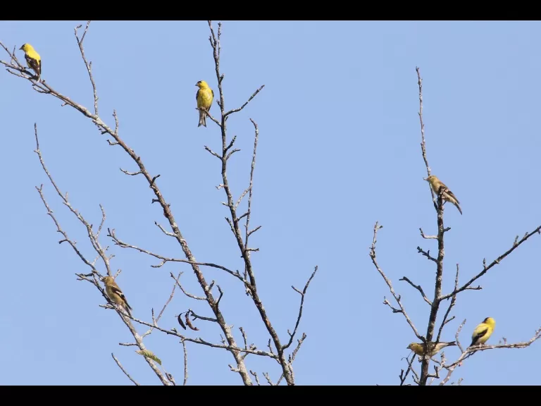 An American goldfinch at Breakneck Hill Conservation Land in Southborough, photographed by Steve Forman.