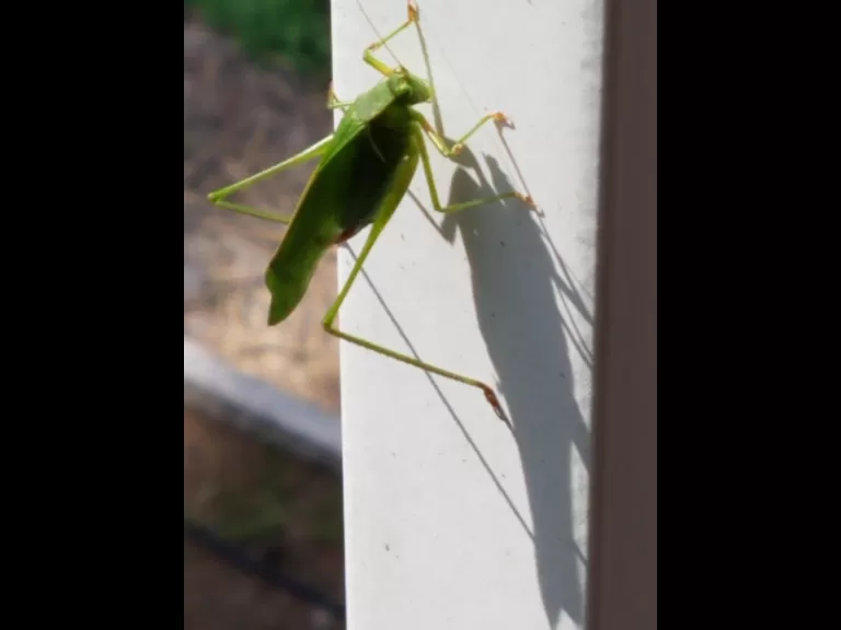 A katydid in Northborough, photographed by Marnie Frankian.