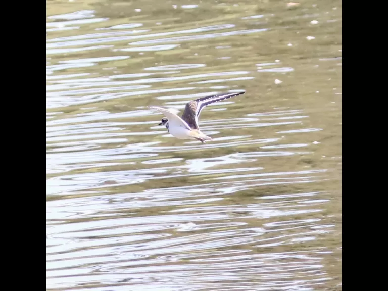 A killdeer at Hager Pond in Marlborough, photographed by Steve Forman.