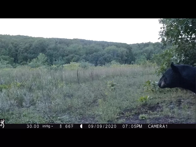 An American black bear in Harvard, photographed using an automatically triggered wildlife camera by Steve Cumming.