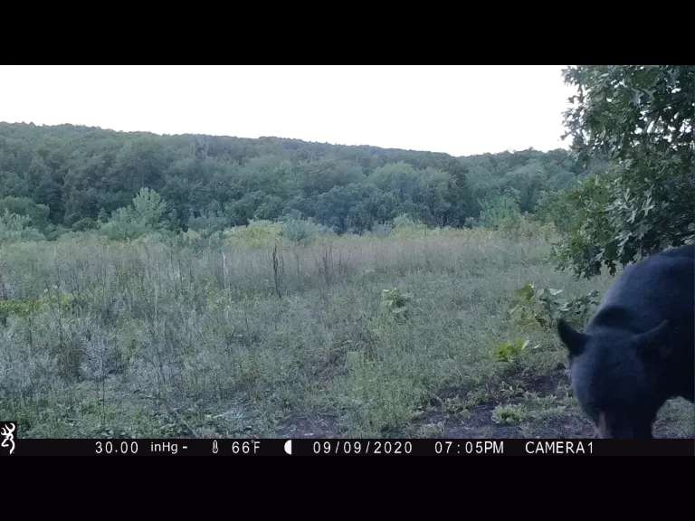 An American black bear in Harvard, photographed using an automatically triggered wildlife camera by Steve Cumming.