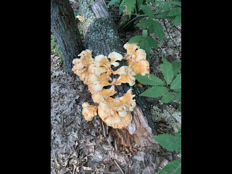 Chicken of the woods in Stow, photographed by Gail Sartori.