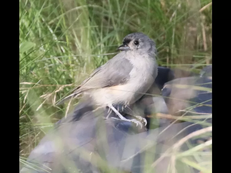 An eastern phoebe at Breakneck Hill Conservation Land in Southborough, photographed by Steve Forman.