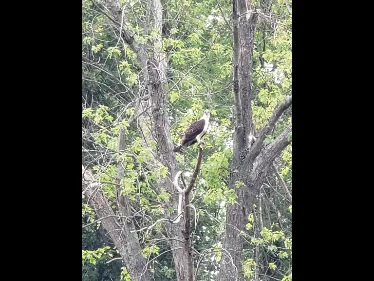An osprey along the Sudbury River in Wayland, photographed by Nicci Meadow.