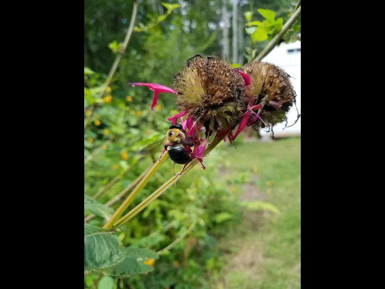 An eastern carpenter bee in Northborough, photographed by Marnie Frankian.