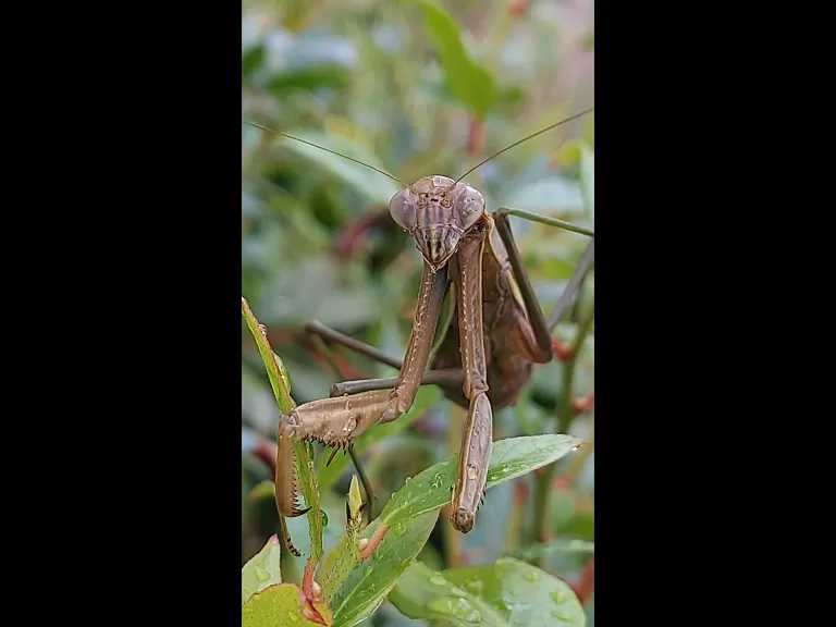 A praying mantis in Framingham, photographed by Kathy Spellman.