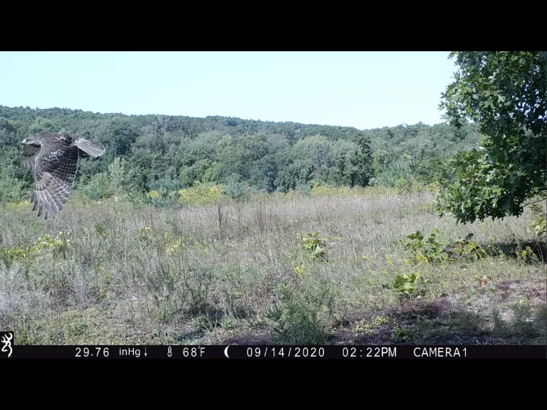 A red-tailed hawk in Harvard, photographed with an automatically triggered wildlife camera by Steve Cumming.