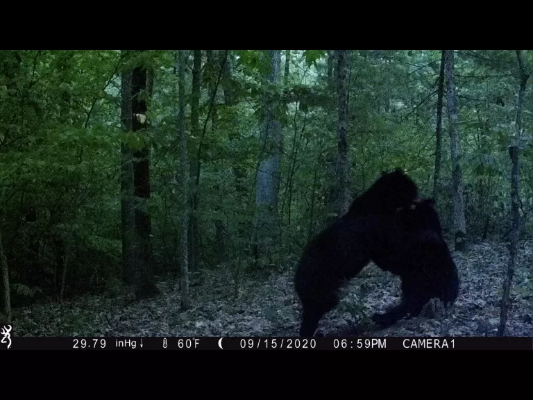 Two American black bears in Harvard, photographed using an automatically triggered wildlife camera by Steve Cumming.