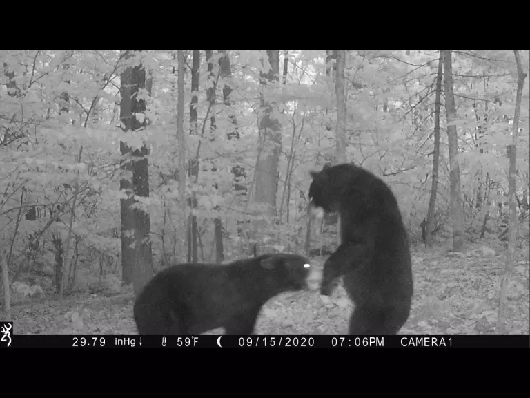 Two American black bears in Harvard, photographed using an automatically triggered wildlife camera by Steve Cumming.
