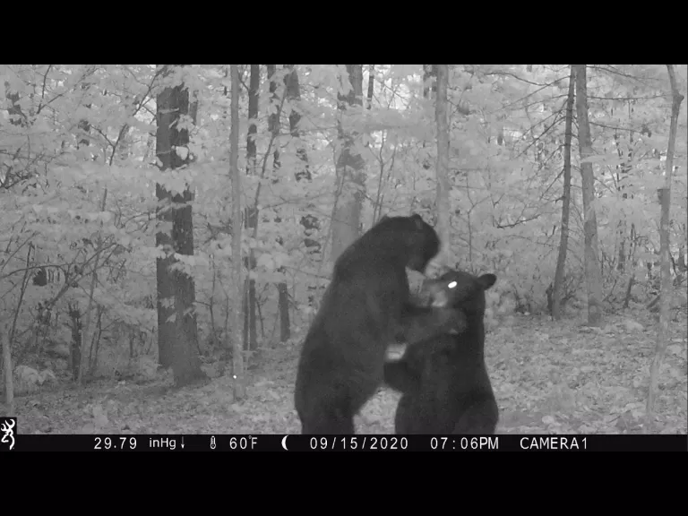 Two American black bears in Harvard, photographed using an automatically triggered wildlife camera by Steve Cumming.