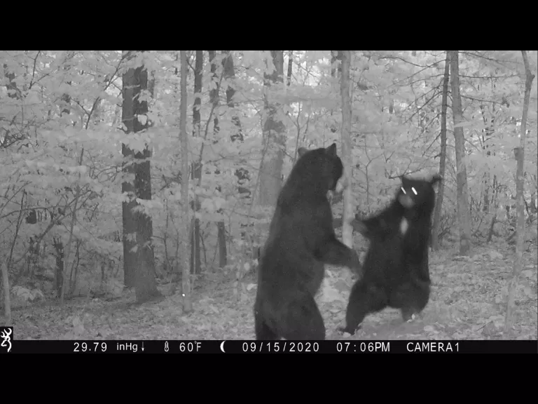 Two American black bears in Harvard, photographed using an automatically triggered wildlife camera by Steve Cumming.
