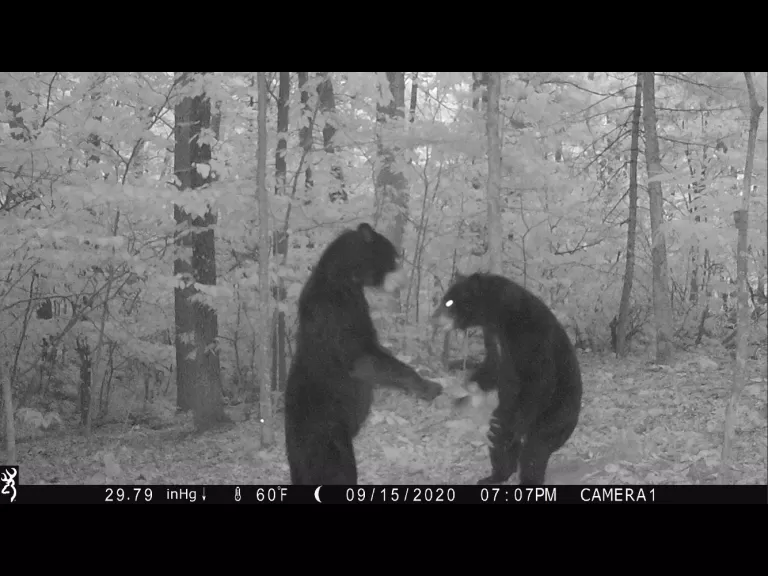 Two American black bears in Harvard, photographed using an automatically triggered wildlife camera by Steve Cumming.