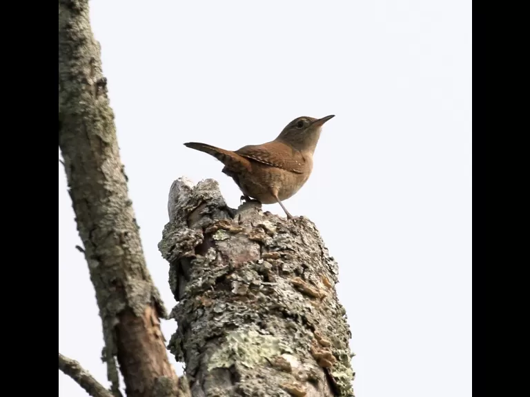 An eastern phoebe at Breakneck Hill Conservation Land in Southborough, photographed by Steve Forman.
