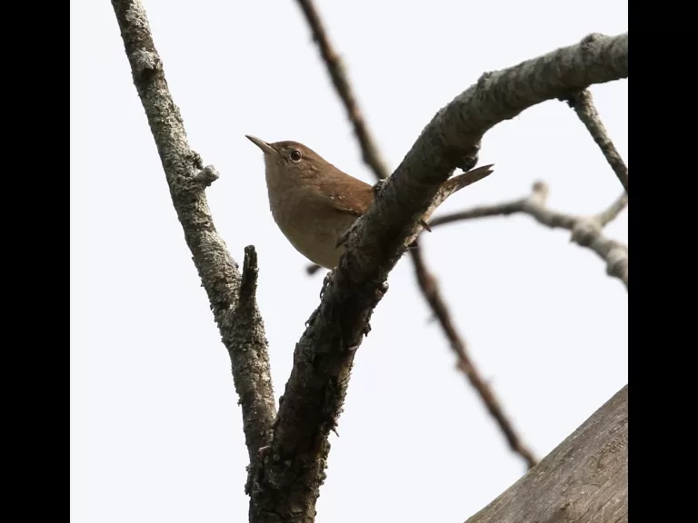 An eastern phoebe at Breakneck Hill Conservation Land in Southborough, photographed by Steve Forman.