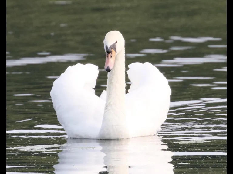 Canada geese at Hager Pond in Marlborough, photographed by Steve Forman.