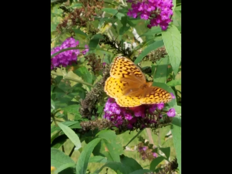 A fritillary in Northborough, photographed by Marnie Frankian.