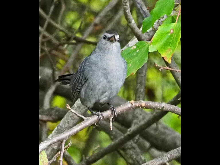 A gray catbird in Wayland, photographed by Joan Chasan.